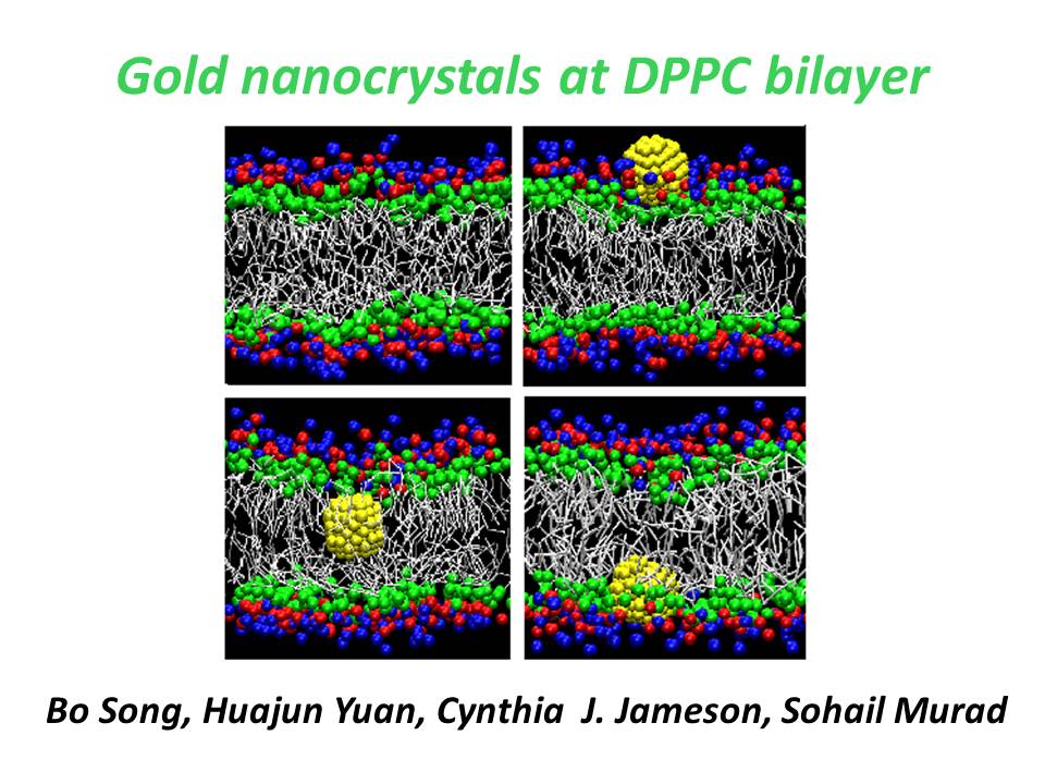 Gold nanocrystals at DPPC bilayer