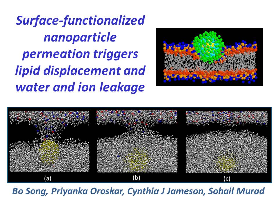 Surface-functionalized nanoparticle permeation