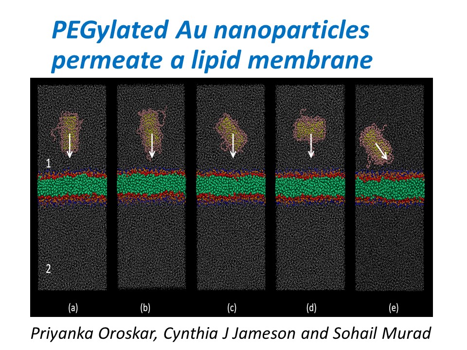 Pegylated Au NPs at model membrane